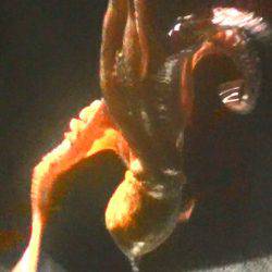 石津浜ではアオリイカ、湾内ではタコが好調